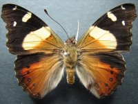 Vanessa itea - Adult